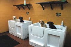 three dogs are sitting in the bath tubs