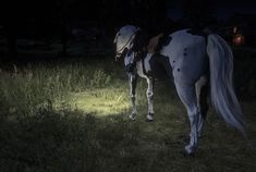 a white and black horse standing on top of a lush green grass covered field at night