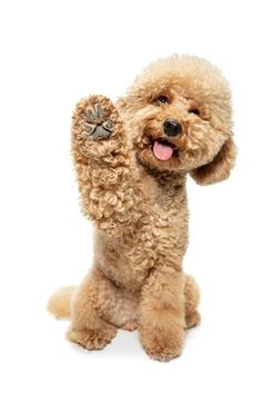 a brown poodle standing up with its paw in the air