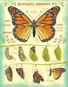 the butterfly anatomy chart is shown with different stages of its life cycle and their functions