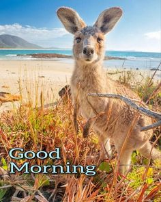 a kangaroo standing on top of a grass covered field next to the ocean with words good morning