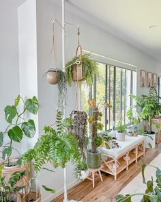 a living room filled with lots of plants next to a large window covered in windows