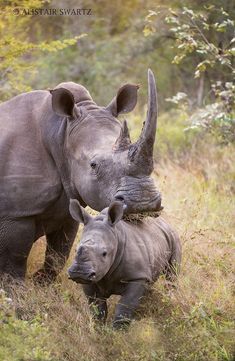 two rhinoceros standing next to each other in the grass