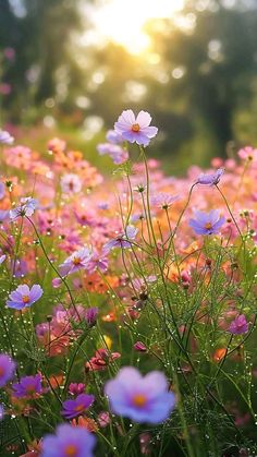 pink and white flowers in the grass at sunset