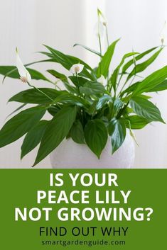 a potted plant sitting on top of a table with the words is your peace lily not growing? find out why