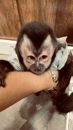 a monkey is being held by someone's arm