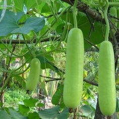 green beans hanging from a tree with leaves