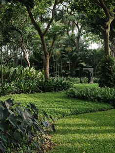 a lush green park with lots of trees and bushes