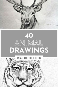 an animal drawing book with the title, 40 animal drawings read the full blog below