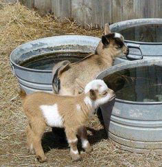 two baby goats are drinking from a water trough