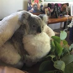 a stuffed koala bear sitting on top of a bed next to a potted plant