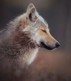 a close up of a wolf with its eyes closed