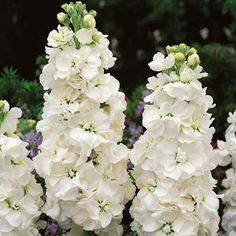 white flowers are blooming in the garden