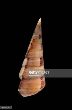 a sea shell on a black background - seashell stock pictures, royalty photos & images