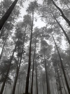 black and white photograph of tall trees in the woods with foggy sky behind them