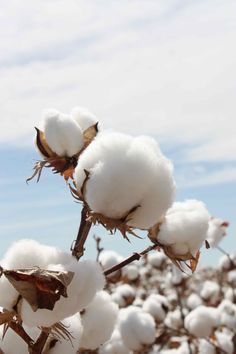 the cotton plant is ready to be picked