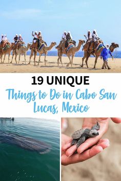 people are riding camels, and the words 19 unique things to do in cabo san