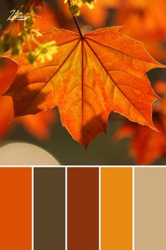 an orange and brown color scheme with leaves