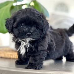 a small black dog sitting on top of a table