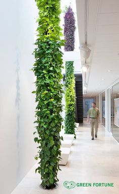 a man walking down a hallway between two tall planters with plants growing on them