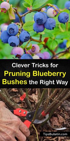 How To Care For Blueberry Bushes, How And When To Prune Blueberries, Periwinkle Plant Gardens, Legacy Blueberry Bush, How To Propagate Blueberry Bushes, Propagate Blueberry Bush, Rooting Blueberry Cuttings, How To Winterize Blueberry Bushes, Blueberry Bushes Landscape Backyards