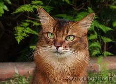 a brown cat with green eyes sitting on the ground in front of some bushes and trees