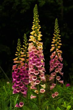 some very pretty flowers in the grass