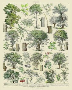 an illustration of different types of trees