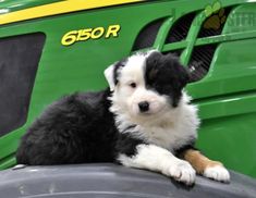 a small black and white dog laying on top of a green truck tire with its paw resting on it's side