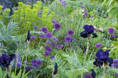 purple flowers are growing in the middle of a green garden with tall grass and trees