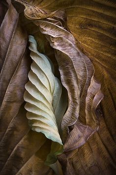 an image of a leaf that is on the screen