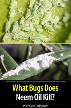 what bugs does nem oil kill? and how to get rid from them in the garden