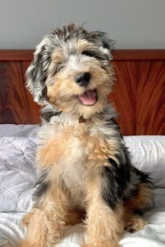 a small dog sitting on top of a bed