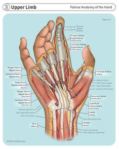 the anatomy of the hand and wrist