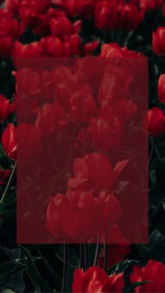 red tulips in the middle of a field with a square frame over them