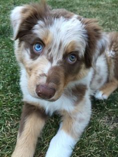 a brown and white dog with blue eyes laying in the grass looking at the camera