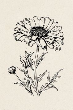 a black and white drawing of a flower