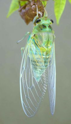 a cica hanging upside down from a leaf