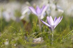 some purple flowers are growing in the grass