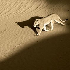 a white lion walking across a sandy desert area with its shadow cast on the ground