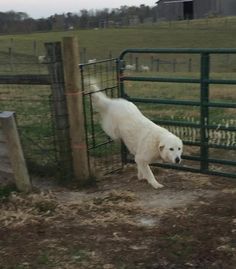 a large white dog standing next to a fence