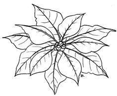 a black and white drawing of a poinsettia plant with leaves on it