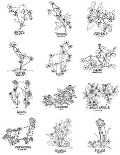 various types of wildflowers drawn in black and white on a sheet of paper