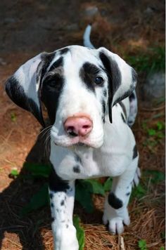 a black and white dog standing on top of dry grass next to green plants with its tongue hanging out