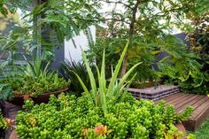 an assortment of succulents and plants in pots on a wooden deck surrounded by greenery