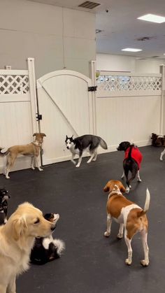 a group of dogs playing with each other in an indoor dog pen at the petting zoo