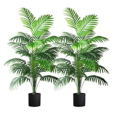 three potted plants with green leaves in black vases on white background, 3d rendering