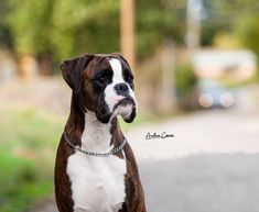 a brown and white dog sitting on the side of a road