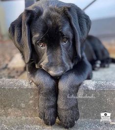 a black puppy is sitting on the steps with his paws resting on it's paw