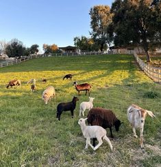 a herd of sheep and goats grazing in a field with yellow flowers on the grass